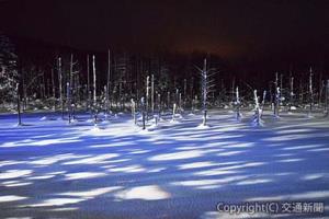 冬場はライトアップで幻想世界を表現する「白銀　青い池」