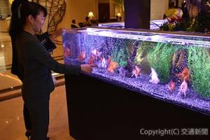 色鮮やかな金魚が泳ぐ水槽が設置された＝名古屋マリオットアソシアホテル＝