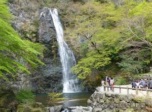 天下の名瀑として名高い箕面大滝