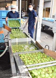 洗浄機に通して傷つけないように水洗い