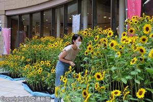 〝ヒマワリ畑〟を再現したフォトスポット（南海提供）