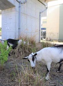 新幹線高架下で草を食むヤギ