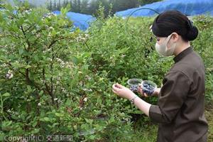 「高山アソシア畑のブルーベリー」を摘み取るホテルスタッフ