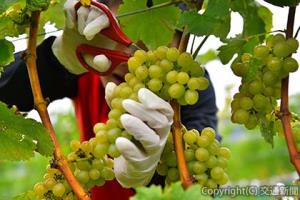 浦臼町ではワイン用ブドウの収穫体験を行う（イメージ）＝ＪＲ北海道提供＝