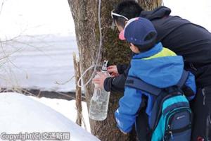 十日町ではカエデの樹液を採取するメープルシロップ作りの体験も（ＪＲ東日本提供）