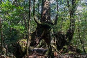 世界遺産の「屋久島」＝阪急交通社提供＝