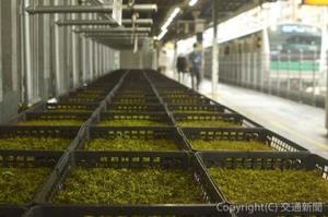 渋谷駅のモス（ＪＲ首都圏本部提供）