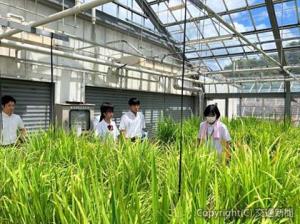 福井県農業試験場でフィールドワークに取り組む生徒（ＪＲ西日本提供）