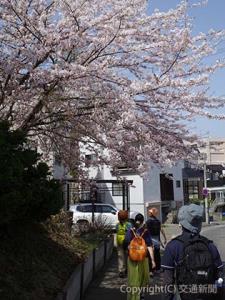 「春爛漫！小樽の街並みを一望する、平磯・手宮公園ウォーク」