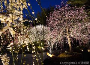 日没後には梅の花がライトアップされ、幻想的な風景を楽しめる（ホテルメトロポリタン鎌倉提供）