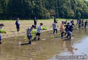 新発田市内で田植えを体験する東京の高校生（日本旅行提供）