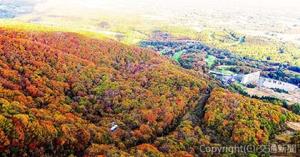 「秋の絶景体験・雫石紅葉ロープウェー」のイメージ（西武・プリンスホテルワールドワイド提供）
