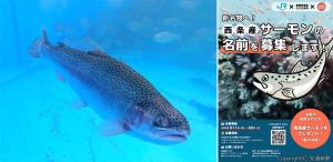 ㊧順調に生育し12月に初出荷予定のサーモン㊨名称募集のポスター（ＪＲ四国提供）