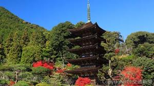 国内外の注目を集める「国宝　瑠璃光寺五重塔」（山口県提供）