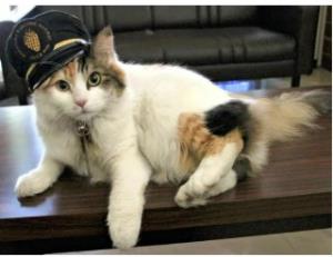 死去した「ニタマ」（和歌山電鐵提供）