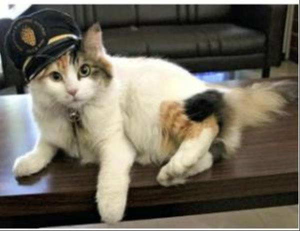 交通新聞 電子版｜和歌山電鐵 ウルトラ駅長「ニタマ」死去、12月13日に社葬