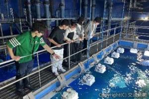 「アクアワールド茨城県大洗水族館」の入場券とバックヤード見学＝イメージ＝（ＪＲ水戸支社提供） 