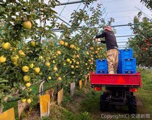 ジョイント栽培で育てられたりんご農園は、枝の位置が低く、木々がきれいに一列に並ぶのが特徴（仙台ターミナルビル提供）