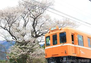 桜の下を走るラビットカー（養老鉄道提供）