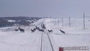 花咲線（根室線別当賀―落石間）で出没した鹿（列車先頭部から撮影）。秋から冬にかけての早朝や夕夜間は特に多い（ＪＲ北海道提供）