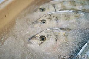 魚体を傷付けずに芯から冷やし込むシャーベットアイス（日本航空提供）