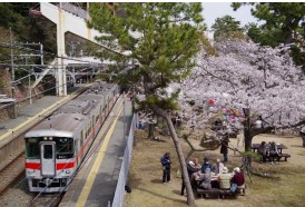 写真は過去の「敦盛桜」（陽桜）の様子（山陽電気鉄道提供）