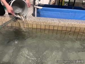 「奥多摩やまめ」の放流の様子（京王電鉄提供） 