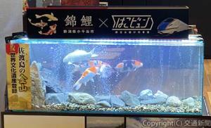ニシキゴイの水槽展示イメージ（ＪＲ東日本新潟支社提供）