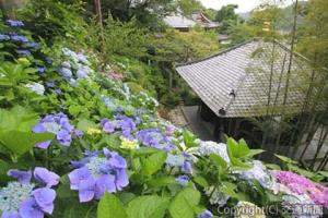 アジサイの名所として知られる長谷寺