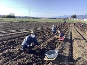 コンニャクイモの収穫風景（ＪＲ東日本提供）
