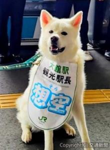 大館駅観光駅長を務める秋田犬「想空（そら）」（ＪＲ東日本提供）