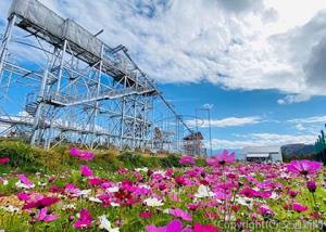 コスモスが咲き誇る山頂エリアのイメージ（ガーラ湯沢提供）