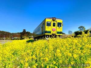一面の菜の花の中を走るいすみ鉄道の列車（いすみ鉄道提供）